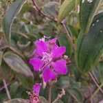 Tibouchina bipenicillata Flor