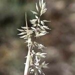 Corynephorus canescens Floare