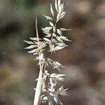 Corynephorus canescens 花