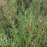 Salicornia fruticosaLeaf