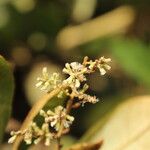 Monosis conferta Flor