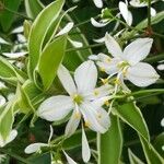 Anthericum ramosum Flor