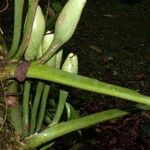 Syngonium macrophyllum Écorce