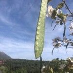 Bauhinia variegata Fruit