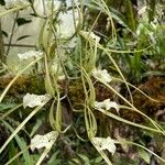 Brassia verrucosa Alkat (teljes növény)