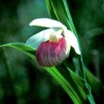 Cypripedium reginae Flor