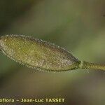 Draba nemorosa फल