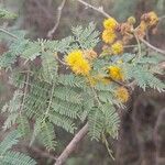 Vachellia farnesianaDeilen