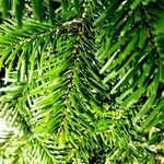 Abies grandis Feuille