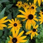 Rudbeckia fulgidaBlomst