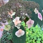 Hydrangea aspera Blüte