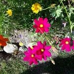 Cosmos bipinnatusFlower