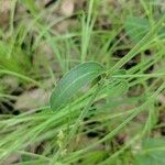 Silene virginica Folha