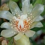 Rhipsalis neves-armondii Fula