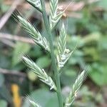 Lolium multiflorum Flower