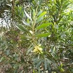 Acacia longifolia Folio