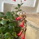 Kalanchoe manginii Flower