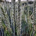 Triticum aestivum 果實