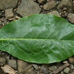 Terminalia catappa Leaf