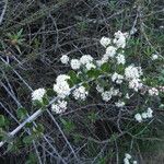 Ceanothus cuneatus Habitus