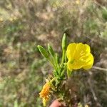 Oenothera parvifloraᱵᱟᱦᱟ