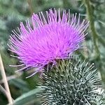 Cirsium vulgareFloare