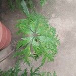 Geranium maderense पत्ता