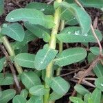 Euphorbia epithymoides Лист