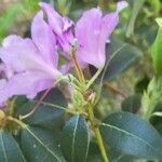 Rhododendron oreotrephes Λουλούδι