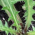 Cirsium rivulare Fuelha