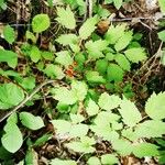 Actaea rubra Blatt