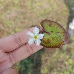 Nymphoides cristata Fleur