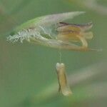 Calamagrostis varia Habitus