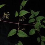 Clematis connata Hábito