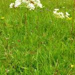 Peucedanum oreoselinum Flower