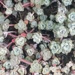 Sedum spathulifolium Folha