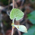 Vitis californica Blatt