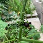 Solanum scabrum फल