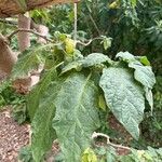 Brugmansia sanguinea 葉