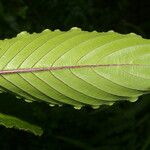 Tournefortiopsis crispiflora Ліст