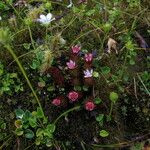 Rhodiola amabilis Staniste