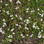 Galium saxatile Habit