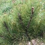 Pinus resinosa 葉