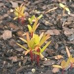 Rotala rotundifoliaLevél