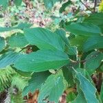 Flemingia strobilifera Blatt