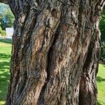 Catalpa ovata Kéreg