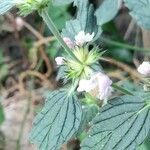 Galeopsis ladanum Fiore