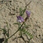 Astragalus baionensis Fiore