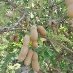 Tamarindus indica Fruit