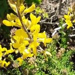 Adenocarpus foliolosus Flor